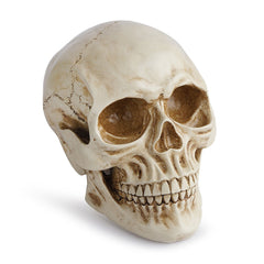 Realistic Resin Replica Skull - Lifelike Human Cranium Prop for Halloween Decor, Gothic Home Accents, and Artistic Sketching