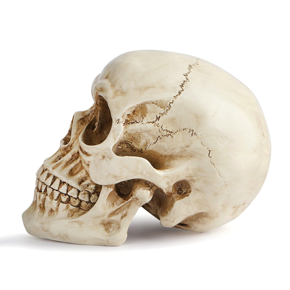 Realistic Resin Replica Skull - Lifelike Human Cranium Prop for Halloween Decor, Gothic Home Accents, and Artistic Sketching