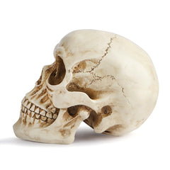 Realistic Resin Replica Skull - Lifelike Human Cranium Prop for Halloween Decor, Gothic Home Accents, and Artistic Sketching
