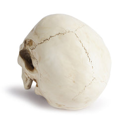 Realistic Resin Replica Skull - Lifelike Human Cranium Prop for Halloween Decor, Gothic Home Accents, and Artistic Sketching