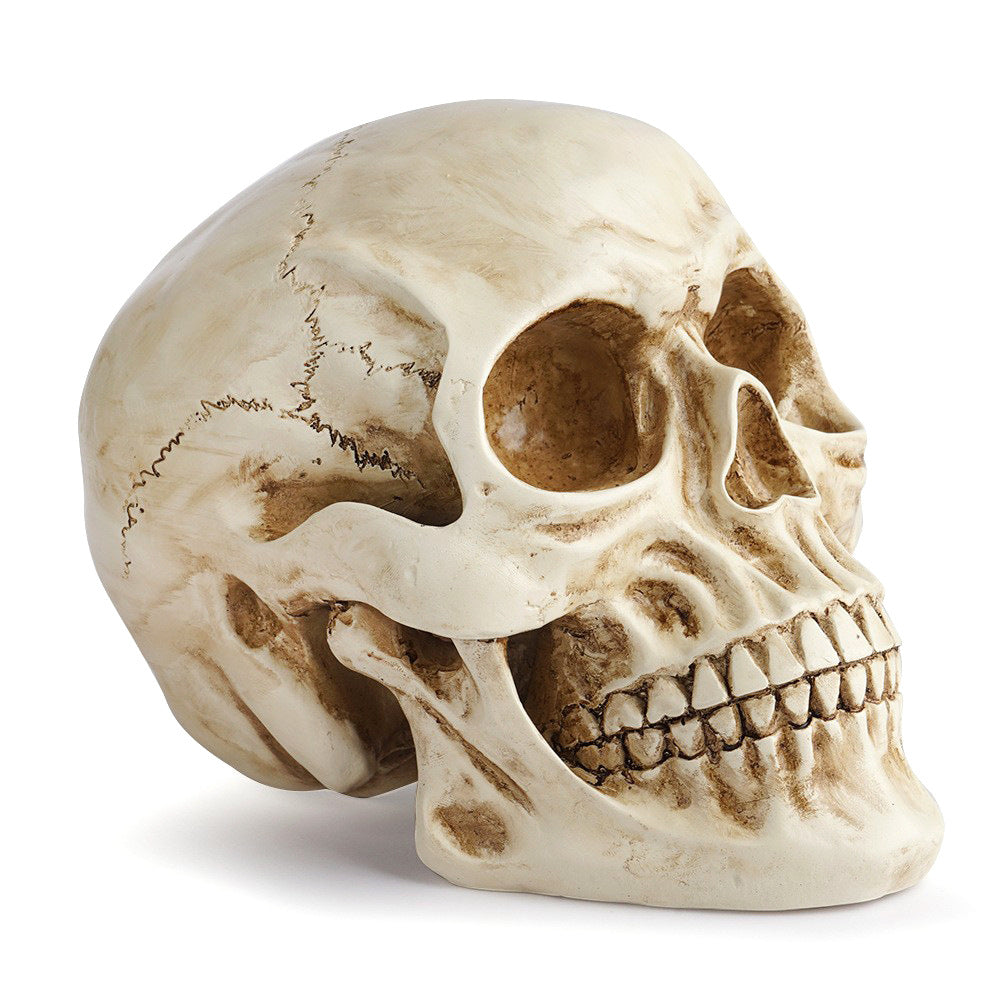 Realistic Resin Replica Skull - Lifelike Human Cranium Prop for Halloween Decor, Gothic Home Accents, and Artistic Sketching